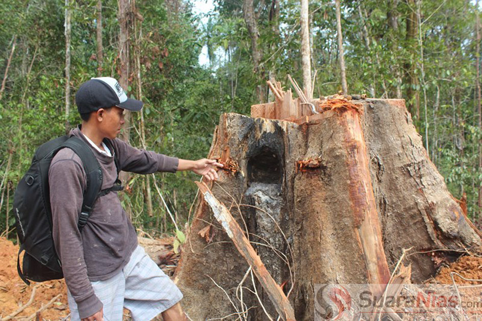 Pohon Lagan milik warga desa Labuan Hiu, Kecamatan PP. Batu Timur usai ditebang PT. Gruti/Foto: Edi Zebua
