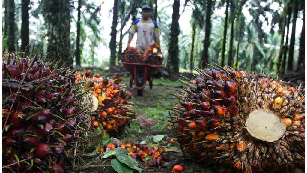 KPK Temukan 3 Kelemahan Tata Kelola Kelapa Sawit