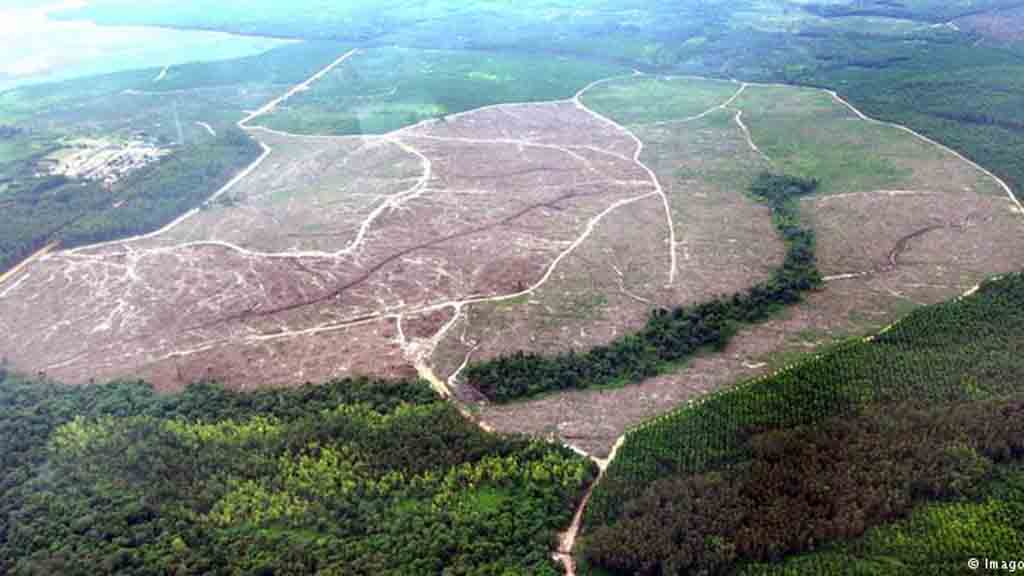 Lindungi Hutan, Jokowi Perpanjang Moratorium