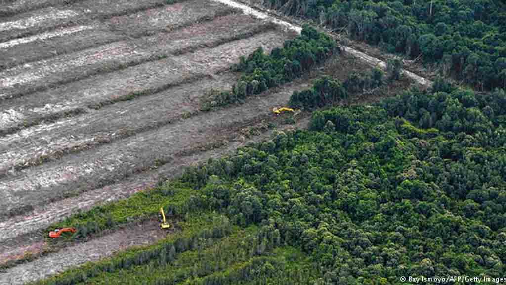 Kalimantan Bakal Kehilangan 75 Persen Hutan Pada 2020