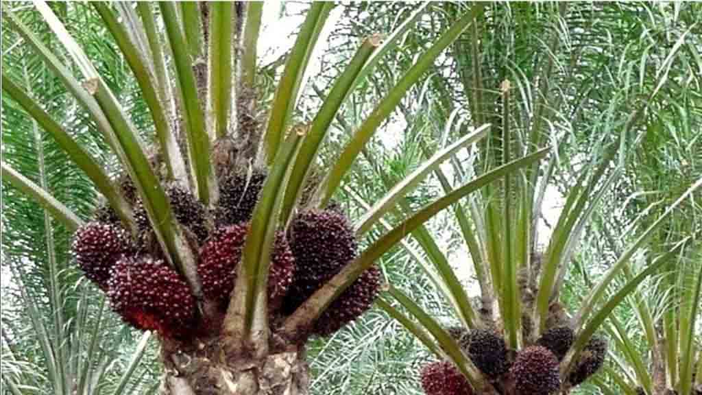Muncul Usulan Pembahasan RUU Kelapa Sawit Tidak Perlu Dilanjutkan