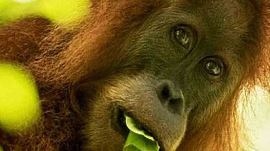 Nasib Orangutan Tapanuli: Baru Ditemukan, Langsung Masuk Daftar Hampir Punah