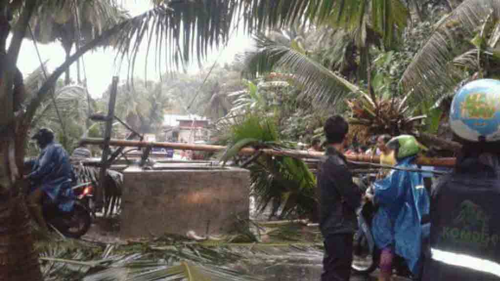 Diguyur Hujan Lebat dan Angin Kencang, Sejumlah Pohon Tumbang di Nias Selatan