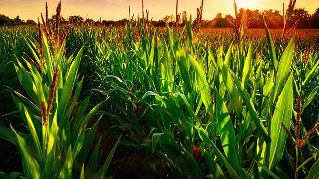 Mengenal Program Prukades yang Bisa Tingkatkan Pendapatan Petani Nias