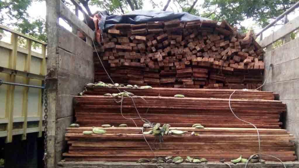 Bawa Kayu Diduga Hasil Illegal Logging, Oknum Kades Ditahan