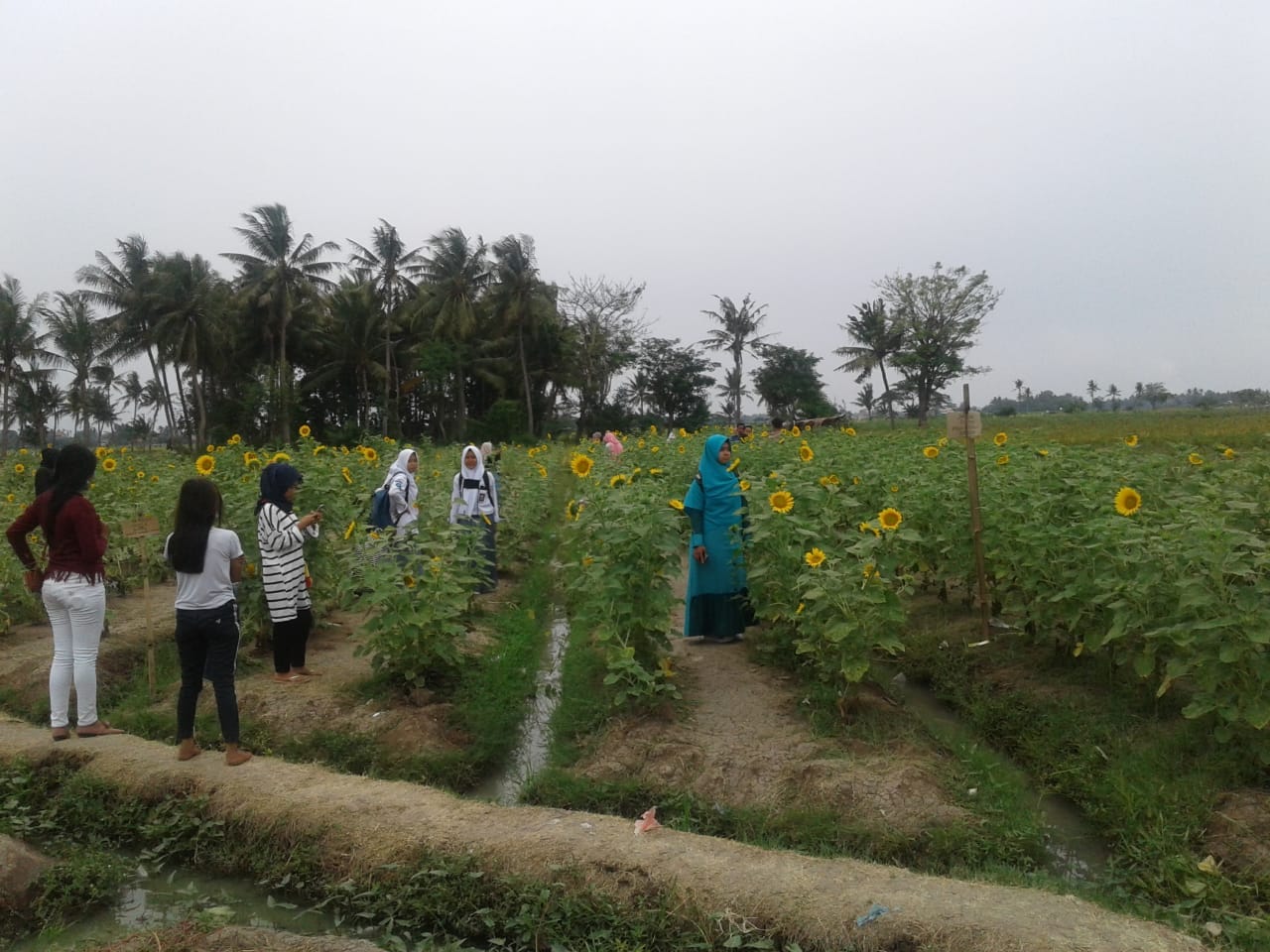 Kebun Bunga Matahari di Sepatan Ramai Dikunjungi Warga Luar Tangerang