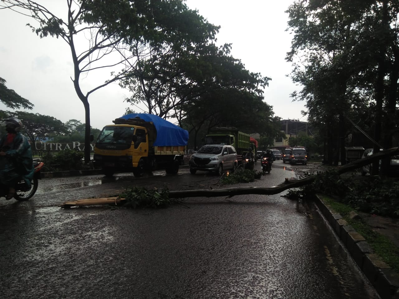 Pohon Setinggi Lima Meter Tumbang, Warga di Tigaraksa Jadi Korban