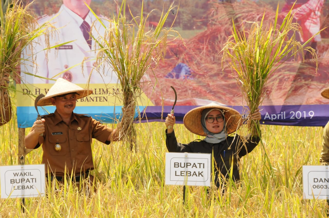 Setiap Tahun, Luas Panen di Kabupaten Lebak meningkat 6,65 Persen