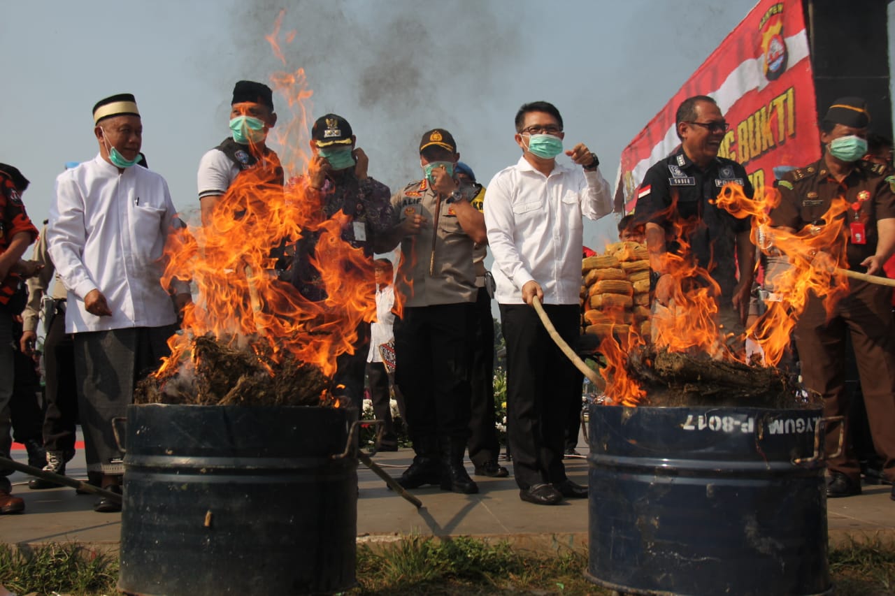 150 kilogram ganja dimusnahkan Polres Kota Tangerang.(don)