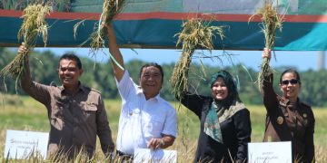 Pj Gubernur Banten, Al Muktabar melakukan panen padi bersama di Pagelaran, Kabupaten Pandeglang. Al Muktabar menyebut cadangan beras Provinsi Banten mencapai 2.400 ton.(ist)