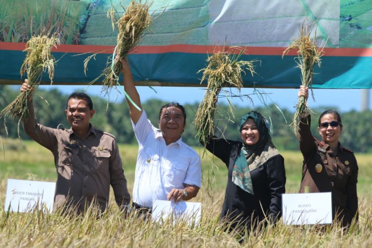 Pj Gubernur Banten, Al Muktabar, saat panen padi bersama di Pagelaran, Pandenglang.(ist)