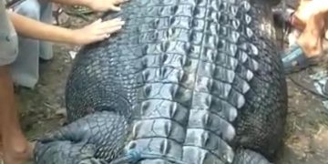 Buaya muara raksasa di Lombok tengah (Ist)