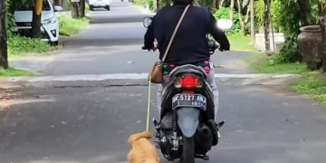 Wanita di Bali seret anjing pake motor (Instagram/@nengbryan_adventure