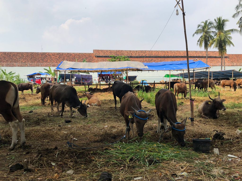 Penjualan Sapi di Jalan Taman Makam Pahlawan, Rabu (7/6/2023). (Maya)
