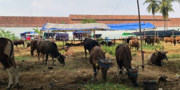 Penjualan Sapi di Jalan Taman Makam Pahlawan, Rabu (7/6/2023). (Maya)