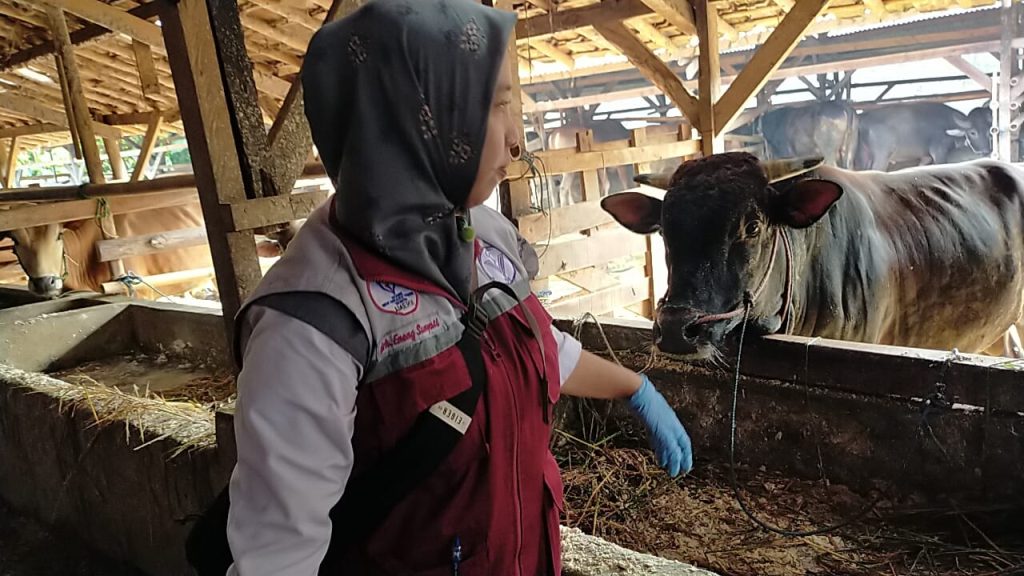 Tim Disnakeswan Lebak memeriksa kesehatan hewan ternak untuk memastikan layak kurban.(Def)