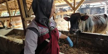 Tim Disnakeswan Lebak memeriksa kesehatan hewan ternak untuk memastikan layak kurban.(Def)