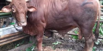 Presiden Jokowi sumbang sapi seberat 1,1 Ton di Banten ( Twitter )