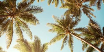 Ilsutrasi pohon kelapa (iStockphoto)