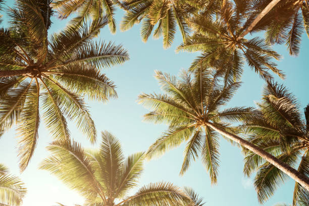 Ilsutrasi pohon kelapa (iStockphoto)
