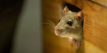 Ilustrasi Tikus (iStock)