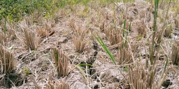 Ilustrasi kekeringan.(Def)