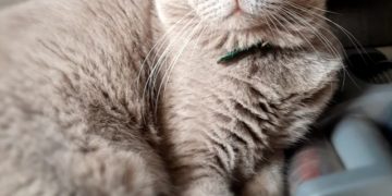 Kucing British Shorthair yang Berkelas: Mahal dan Mengagumkan