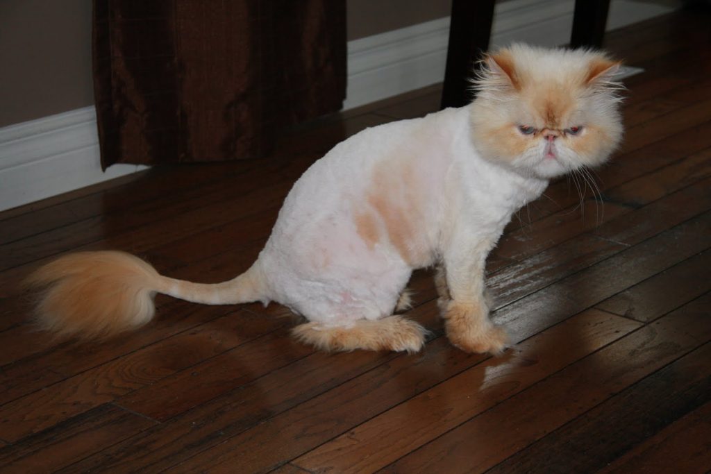 Lion Cut (freepek)