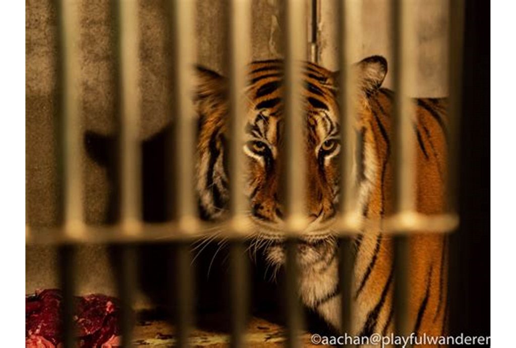 Gambar Harimau (OIP)