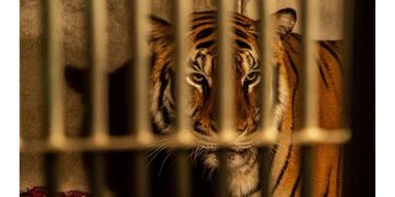 Gambar Harimau (OIP)
