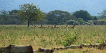 Taman Nasional Baluran. Foto Google Maps Review (Aray Mahfud)