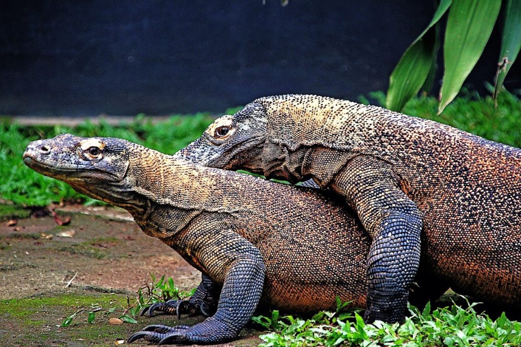 Komodo