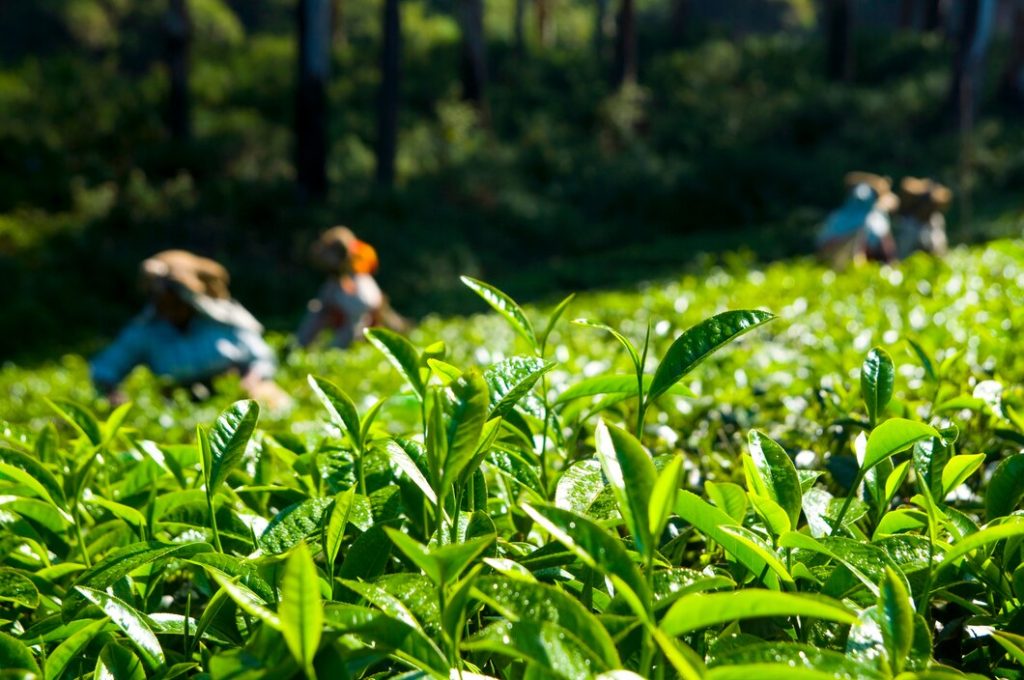 Kebun Teh (Ilustrasi)