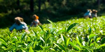 Kebun Teh (Ilustrasi)