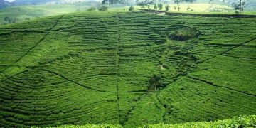 Kebun Teh Kemuning (Dok ist)