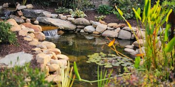 6 Tips Merawat Kolam Ikan dengan Tepat
