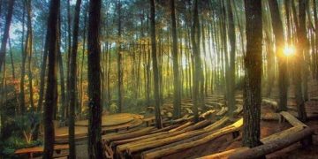 Hutan Pinus Mangunan, Jogja
