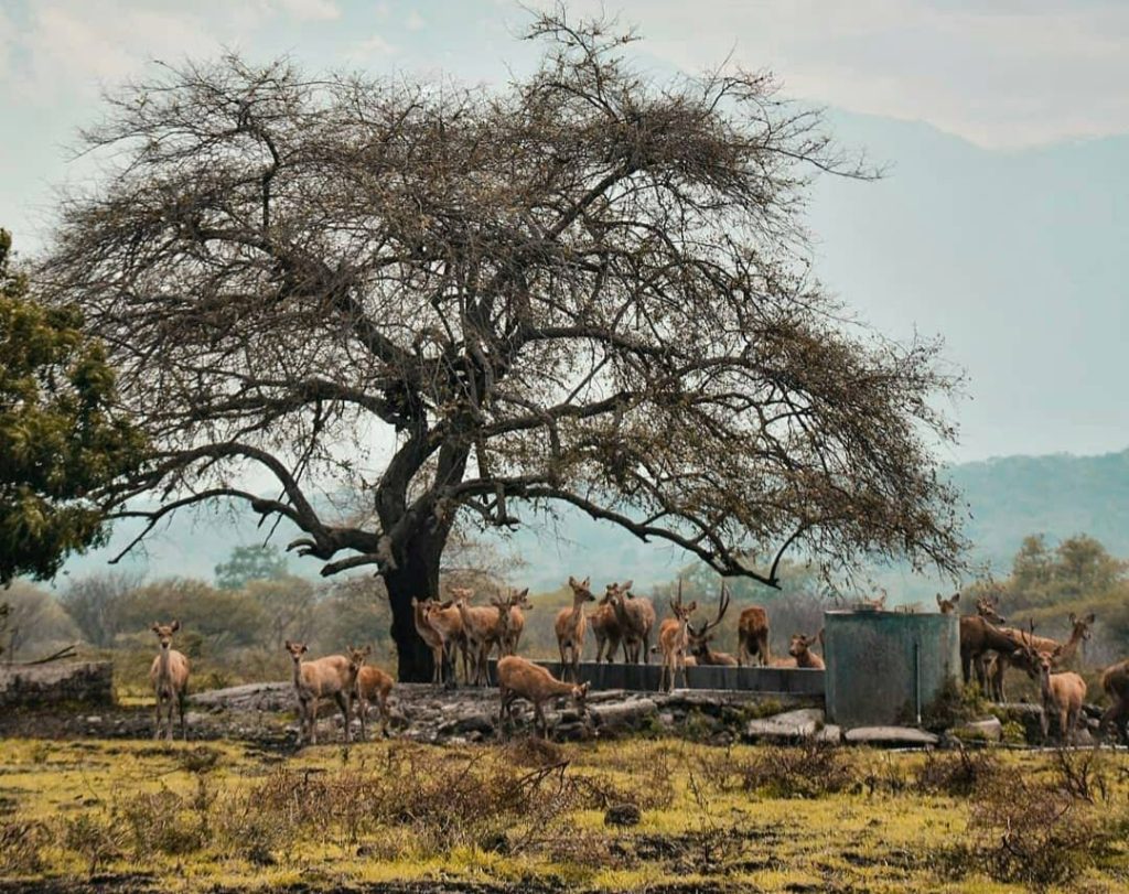 Savana Bekol