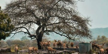 Savana Bekol
