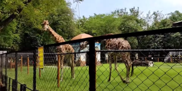 Kebun Binatang Surabaya