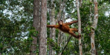 Seekor orangutan (Pongo pygmaeus) menggantung dari pohon di hutan hujan Taman Nasional Tanjung Puting di Kalimantan. (Dok. Istock)
