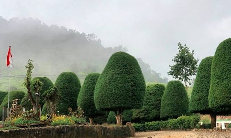 Bukit Jamur Rancabolang