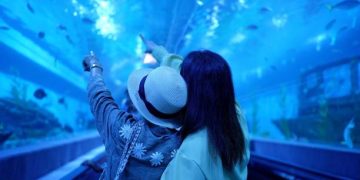 Temukan Tempat Keseruan Ngabuburit di Jakarta: Saksikan Anjing Laut di Aquarium Mall