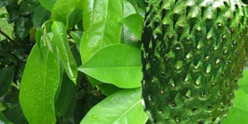 Daun Sirsak