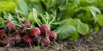Tips Menanam Sayur Organik di Rumah