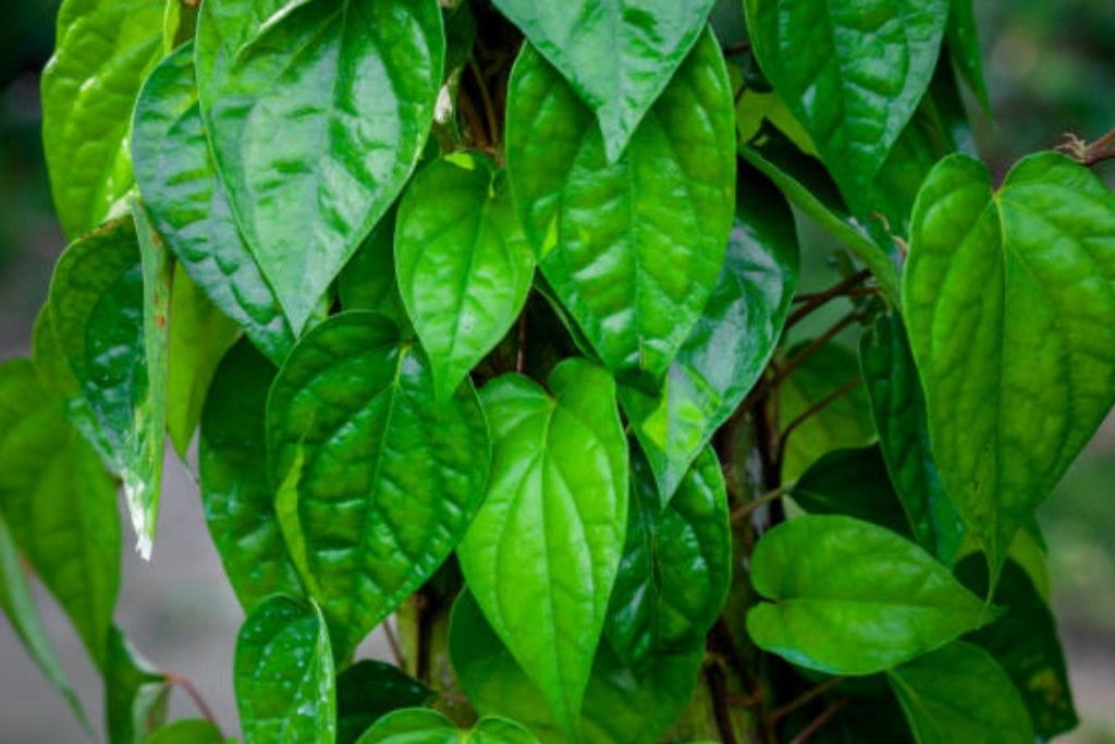 Daun Sirih