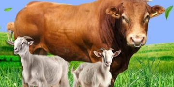 Sapi dan kambing hewan kurban untuk menyambut peringatan Iduladha 1446 H (instagram @qurbanasyik)