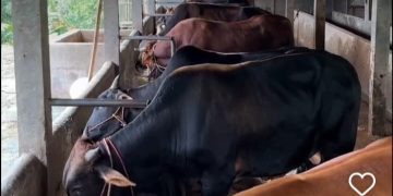 Ilustrasi hewan kurban pada perayaan Iduladha 1446 H (instagram @gispeduli)