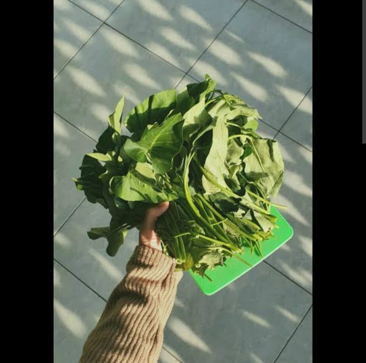 Tips Menanam Kangkung Sendiri di Rumah, Mudah dan Hemat!