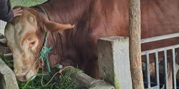 Presiden RI Prabowo Subianto sumbangkan ribuan sapi ke warga Aceh (instagram @cityofbdg)